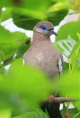 West Peruvian Dove